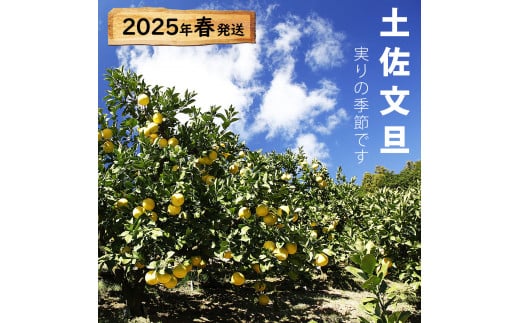 【先行予約】【果樹園直送】土佐文旦 特選品贈答用 約3kg 3L～4Lサイズ 5個入り〈2027年2月中旬～3月下旬頃発送〉  /  大玉 ぶんたん ブンタン フルーツ 柑橘 みかん 果物 くだもの 柑橘類 デザート おやつ【白木果樹園】 [BQAI002]