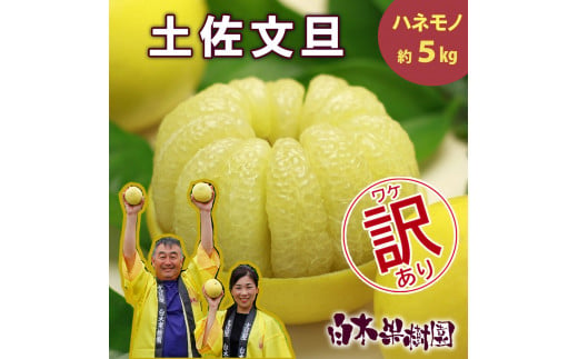 【果樹園直送】土佐文旦 訳ありご家庭用 約5kg L～4Lサイズ 約7～13個入り B級品