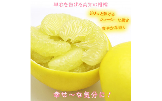 【先行予約】【果樹園直送】土佐文旦 特選品贈答用 約3kg L～2Lサイズ 6～7個入り〈2027年2月中旬～3月中旬頃発送〉  /  ぶんたん ブンタン フルーツ 柑橘 みかん 果物 くだもの 柑橘類 デザート おやつ 高知県 土佐市【白木果樹園】 [BQAI005]