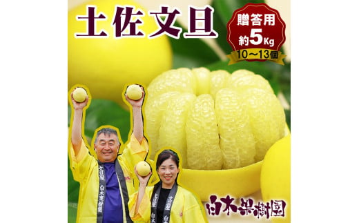 【果樹園直送】土佐文旦 特選品贈答用 約5kg L～2Lサイズ 10～13個入り