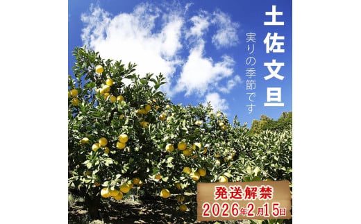 【先行予約】【果樹園直送】土佐文旦 特選品贈答用 約5kg L～2Lサイズ 10～13個入り〈2027年2月中旬～3月中旬頃発送〉  /  ぶんたん ブンタン フルーツ 柑橘 みかん 果物 くだもの 柑橘類 デザート おやつ 高知県 土佐市【白木果樹園】 [BQAI006]