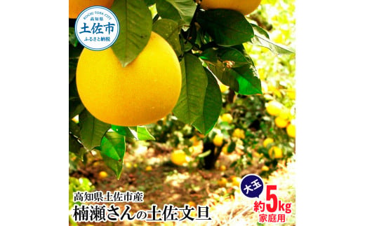 【先行予約】楠瀬さんの土佐文旦 家庭用大玉 約5kg 約5キロ 4L～2L ぶんたん ブンタン フルーツ 柑橘 みかん 果物 くだもの 柑橘類 デザート おやつ さっぱり おいしい 甘い お取り寄せ 国産