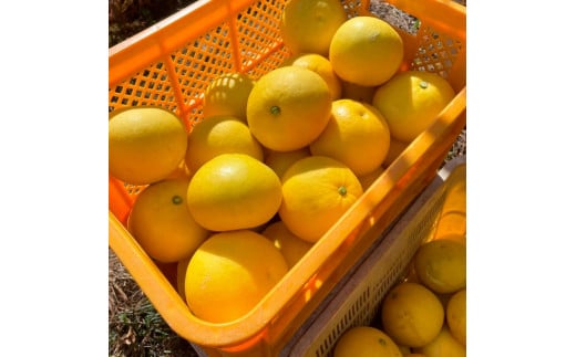 【先行予約】楠瀬さんの土佐文旦 家庭用大玉 約10kg  4L～2L