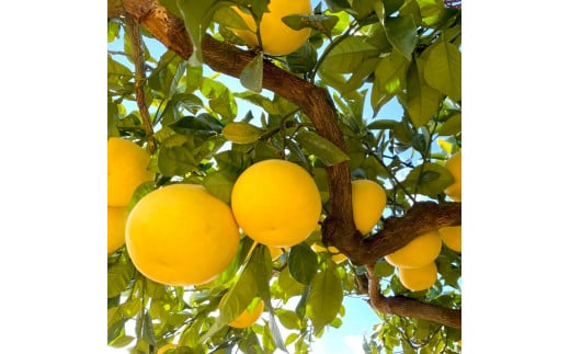 楠瀬さんの土佐文旦 訳あり 4L～L  約10kg