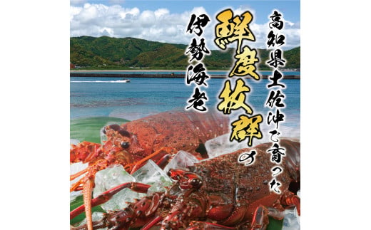 10月直送便 土佐獲れ 活伊勢海老 約700g（２尾～４尾）