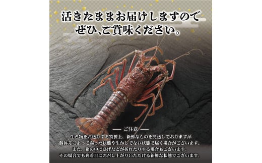 10月直送便 土佐獲れ 活伊勢海老 約700g（２尾～４尾）
