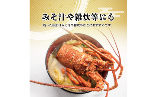 10月直送便 土佐獲れ 活伊勢海老 約700g（２尾～４尾）