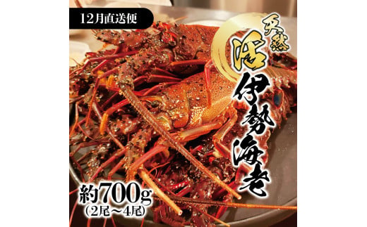 12月直送便 土佐獲れ 活伊勢海老 約700g（２尾～４尾）