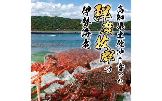 1月直送便 土佐獲れ 活伊勢海老 約700g（２尾～４尾） 天然 エビ　えび 伊勢エビ 海鮮 お刺身 刺し身 丸焼き しゃぶしゃぶ 故郷納税 ふるさとのうぜい 返礼品 高知県 高知 27000円