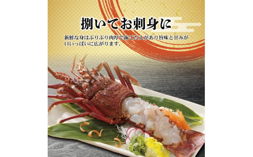 2月直送便 土佐獲れ 活伊勢海老 約700g（２尾～４尾） 天然 エビ　えび 伊勢エビ 海鮮 お刺身 刺し身 丸焼き しゃぶしゃぶ 故郷納税 ふるさとのうぜい 返礼品 高知県 高知 27000円