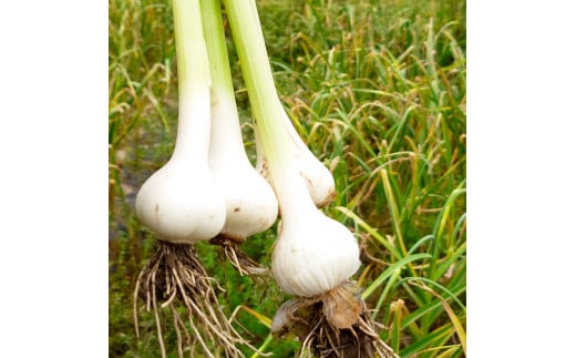 植田ファームの自然乾燥にんにく800g 800グラム ニンニク ガーリック おつまみ お酒 料理 醤油漬け ガーリックオイル ペペロンチーノ パスタ スパゲッティ ステーキ 無農薬 美味しい