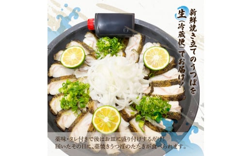 土佐の魚とお酒のおきゃくセット B（ウツボタタキコース）藁焼きウツボタタキ（タレ・薬味付）約200g 2～3人前  純米吟醸生原酒 CEL-24 720ml×2本