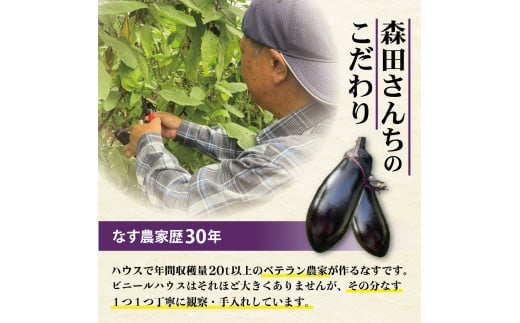 森田さんちの土佐市産お竜なす 約1.5kg 1.5キロ 16～21本 1本約80g 茄子 ナス なすび 野菜 新鮮 焼き茄子 煮浸し 漬物 浅漬け ぬか漬け 味噌汁 おかず 弁当 お取り寄せ 食品