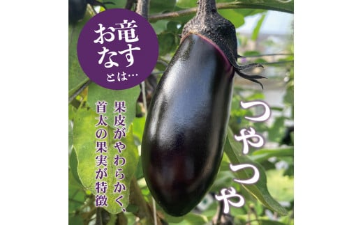 森田さんちの土佐市産お竜なす 訳あり 約1.5kg 1.5キロ 16～21本 1本約80g 茄子 ナス なすび 野菜 新鮮 焼き茄子 煮浸し 漬物 浅漬け ぬか漬け 味噌汁 おかず 訳アリ ご自宅用