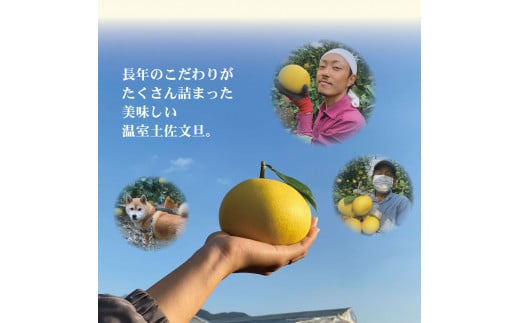 温室土佐文旦 高級 約3kg 3キロ 5～7個 L～3Lサイズ 高橋農園直送 ブンタン ぶんたん 柑橘 かんきつ 柑橘類 フルーツ 果物 くだもの デザート スイーツ 贈答 プレゼント ギフト