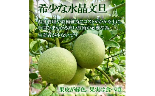 高知県産水晶文旦 特選ご贈答用 2Lサイズ 3個入り ぶんたん ブンタン 水晶文旦 果物 柑橘 フルーツ お取り寄せ 特産品 おいしい