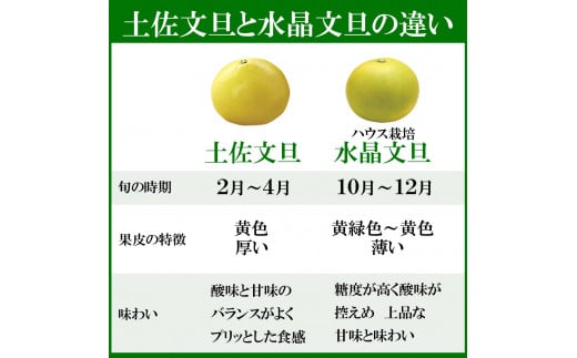 高知県産水晶文旦 特選ご贈答用 2Lサイズ 3個入り ぶんたん ブンタン 水晶文旦 果物 柑橘 フルーツ お取り寄せ 特産品 おいしい