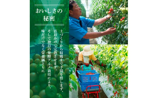 訳あり フルーツトマト 2kg 大小混合 2キロ トマト とまと ふるーつとまと 桃太郎 完熟 糖度8度以上 濃厚 野菜 料理 サラダ マリネ おいしい 新鮮 食品 訳アリ 家庭用 ご自宅用