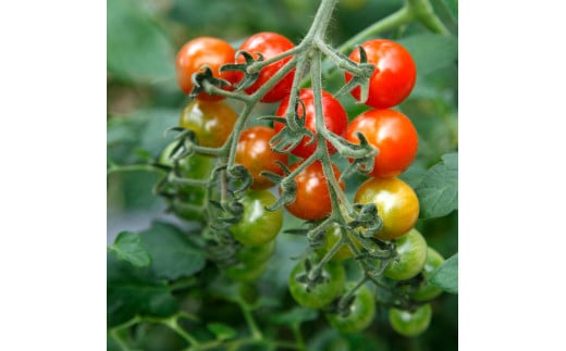 訳あり 赤いミニトマトの宝石箱 約1キロ 約1kg