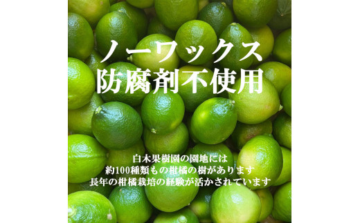 ＜果樹園直送＞ 白木果樹園産 ベルガモット 約2kg 1キロ 10～15個入り 果物 くだもの 果実 柑橘類 柑橘 爽やか フレッシュ 新鮮 デトックスウォーター 紅茶 料理 お取り寄せ 国産