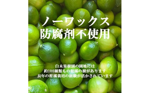 ＜果樹園直送＞ 白木果樹園産 ベルガモット 約1kg 1キロ 5～8個入り 果物 くだもの 果実 柑橘類 柑橘 爽やか フレッシュ 新鮮 デトックスウォーター 紅茶 料理 お取り寄せ 国産