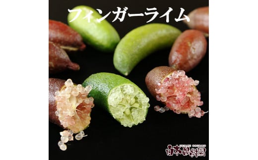[先行予約] フィンガーライム 約100g 100グラム[2026年9月上旬〜2026年11月下旬頃発送] / 当店おまかせ 果物 くだもの 果実 柑橘類 柑橘 フレッシュ 新鮮 お酒 果実酒 ジュース[白木果樹園] [BQAI046]