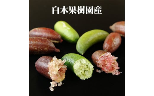 【先行予約】 フィンガーライム 約100g 100グラム〈2026年9月上旬～2026年11月下旬頃発送〉  / 当店おまかせ 果物 くだもの 果実 柑橘類 柑橘 フレッシュ 新鮮 お酒 果実酒 ジュース【白木果樹園】 [BQAI046]