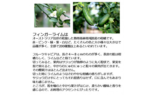 【先行予約】 フィンガーライム 約100g 100グラム〈2026年9月上旬～2026年11月下旬頃発送〉  / 当店おまかせ 果物 くだもの 果実 柑橘類 柑橘 フレッシュ 新鮮 お酒 果実酒 ジュース【白木果樹園】 [BQAI046]