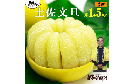【先行予約】【果樹園直送】土佐文旦 4L 2個入り 1.5kg 大玉〈2027年2月中旬～3月中旬頃発送〉 特選品贈答用 果物 柑橘 フルーツ ぶんたん ブンタン 文旦 お取り寄せ 産地直送 おいしい 高知県 土佐市 【白木果樹園】 [BQAI003]