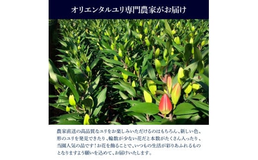オリエンタルユリ バラエティパック 2束(1束3～4本 15輪以上)