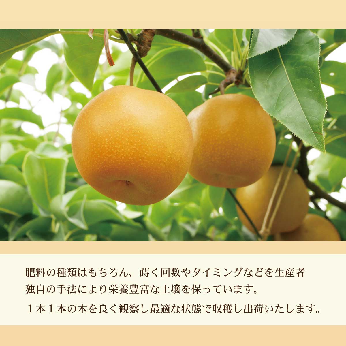 高知県土佐市産 梨（豊水）大玉 約4kg 7～8玉 期間限定 ほうすい なし ナシ 4キロ 国産 フルーツ 果物 くだもの デザート スイーツ 旬 甘い 果汁たっぷり ジューシー お取り寄せ