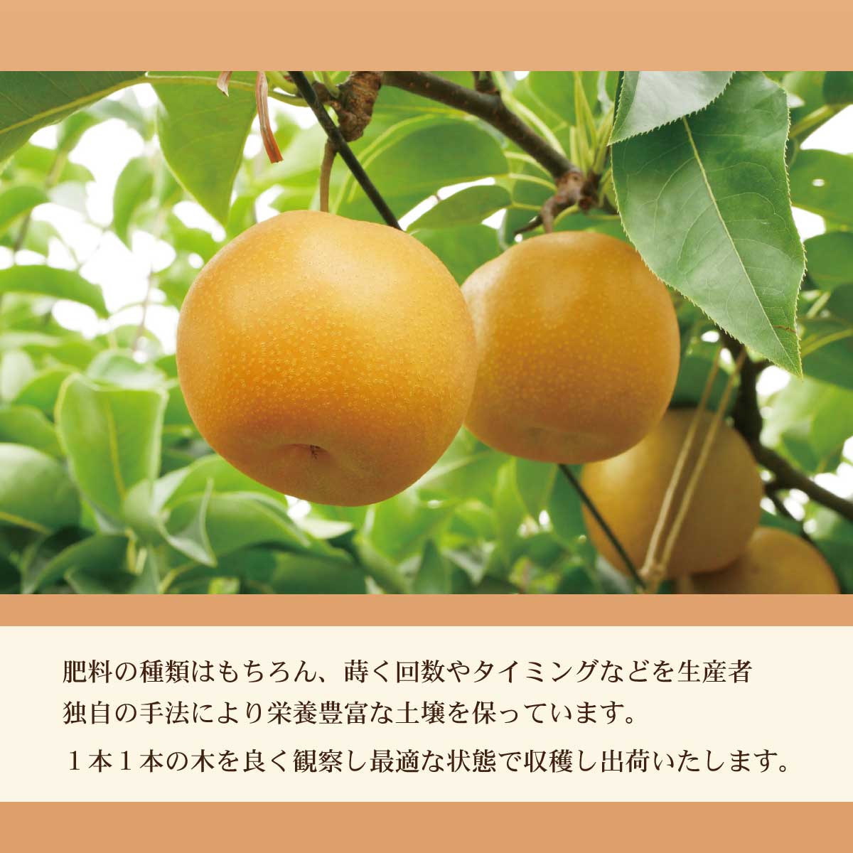 高知県土佐市産 梨（秋月）約2kg 5～6玉 期間限定 あきづき なし ナシ 2キロ 国産 フルーツ 果物 くだもの デザート スイーツ 旬 甘い 果汁たっぷり ジューシー ギフト お取り寄せ