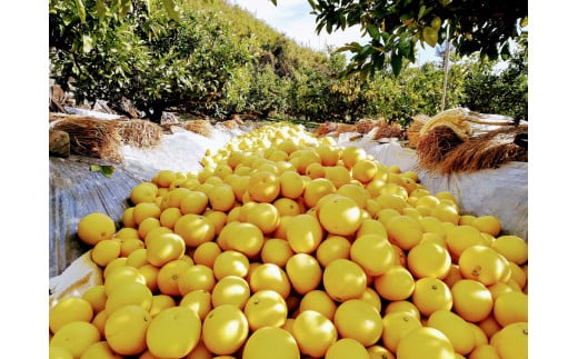 マルツジ果樹園の土佐文旦 訳あり品(小玉) 約10キロ 10kg M～Lサイズ 24～34個入り