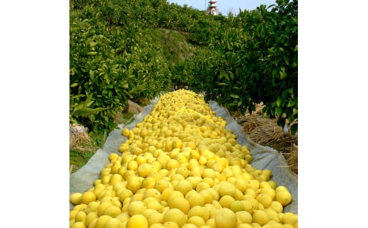 マルツジ果樹園の土佐文旦 訳あり品(小玉) 約5キロ 5kg M～Lサイズ 12～17個入り