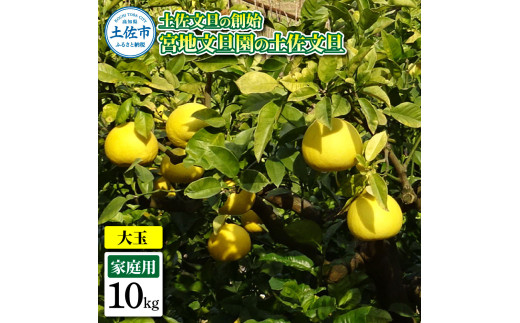 土佐文旦の創始 宮地文旦園の土佐文旦 家庭用3L 大玉 約10キロ 16～19個入り