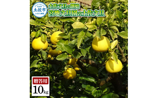 土佐文旦の創始 宮地文旦園の土佐文旦 贈答用2L 約10キロ 20～22個入り