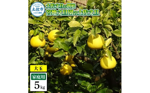 土佐文旦の創始 宮地文旦園の土佐文旦 家庭用3L 大玉 約5キロ 7～9個入り