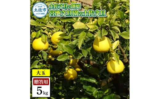 土佐文旦の創始 宮地文旦園の土佐文旦 贈答用3L 大玉 約5キロ 7～9個入り