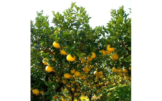 土佐文旦の創始 宮地文旦園の土佐文旦 贈答用3L 大玉 約5キロ 7～9個入り