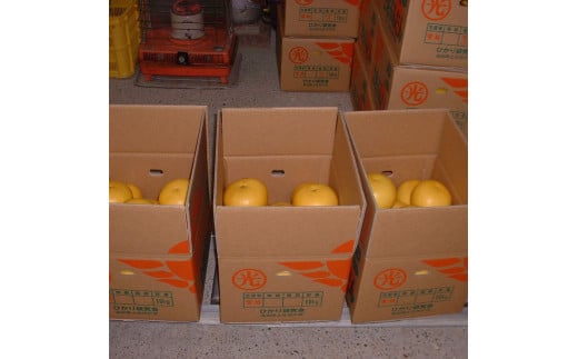 土佐文旦の創始 宮地文旦園の土佐文旦 贈答用3L 大玉 約5キロ 7～9個入り