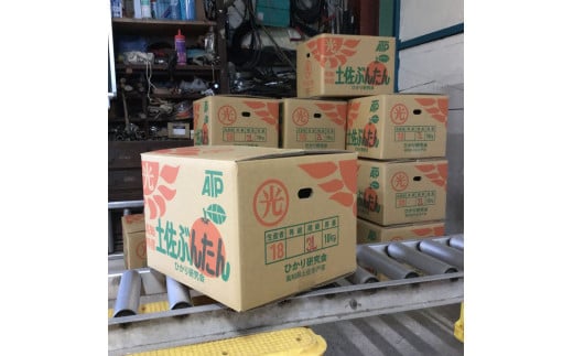 土佐文旦の創始 宮地文旦園の土佐文旦 贈答用3L 大玉 約5キロ 7～9個入り