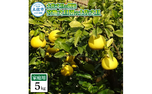 【先行予約】土佐文旦の創始 宮地文旦園の土佐文旦 家庭用2L 約5キロ 10～12個入り 5kg〈2027年3月上旬～4月下旬〉 ぶんたん ブンタン フルーツ 柑橘 みかん 果物 くだもの 柑橘類 デザート プレゼント ギフト 高知県 土佐市【宮地文旦園】[BQBP002]