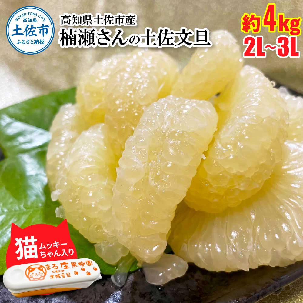 楠瀬さん土佐文旦 約4kg 2L～3Lサイズ 猫ムッキーちゃん入り 7玉前後 ぶんたん ブンタン フルーツ 柑橘 みかん 果物 くだもの 柑橘類 デザート 贈答用 プレゼント ギフト 家庭用 国産