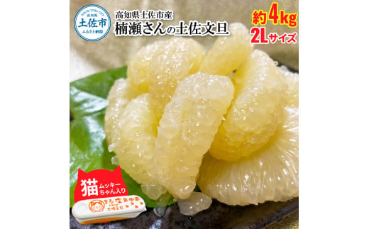 楠瀬さん土佐文旦 約4kg 2Lサイズ 猫ムッキーちゃん入り 9玉前後 ぶんたん ブンタン フルーツ 柑橘 みかん 果物 くだもの 柑橘類 デザート 贈答用 プレゼント ギフト 家庭用 国産