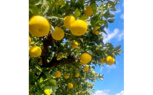 楠瀬さん土佐文旦 約4kg 2Lサイズ 猫ムッキーちゃん入り 9玉前後