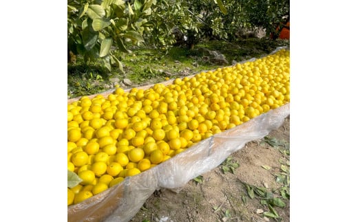 楠瀬さん土佐文旦 約4kg 2Lサイズ 猫ムッキーちゃん入り 9玉前後