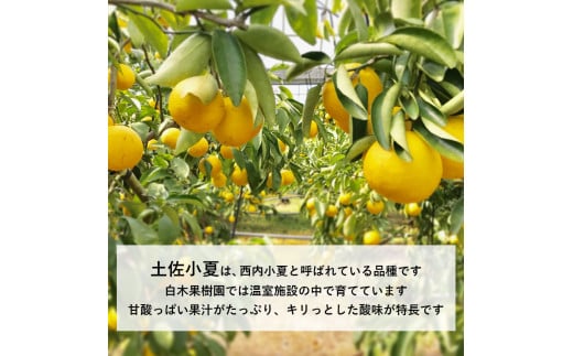 ＜果樹園直送＞ 土佐小夏 訳ありご家庭用 約5kg 5キロ こなつ 柑橘 かんきつ 柑橘類 フルーツ 果物 くだもの 果実 デザート おやつ ジュース ジャム 美味しい ご自宅用 訳アリ