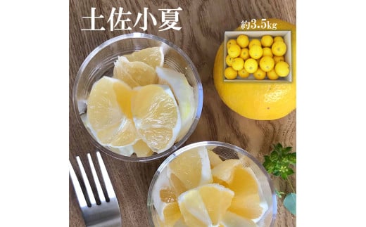 先行予約　＜白木果樹園＞ 土佐小夏 訳ありご家庭用 約3.5kg