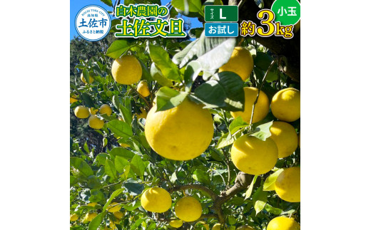 白木農園の土佐文旦 お試し用 小玉 Lサイズ 約3キロ