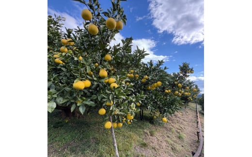 白木農園の土佐文旦 訳あり L～4L 約10キロ